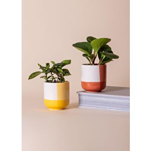 Porselen Saksı Pembe 9x10 Cm