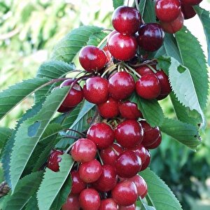 Sahil Bölgeler İçin Uygun Olan Aşılı Kiraz Fidanı Paketi