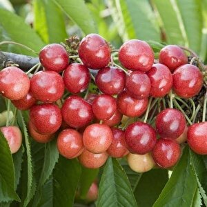 Sahil Bölgeler İçin Uygun Olan Aşılı Kiraz Fidanı Paketi