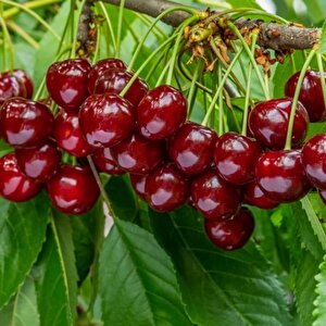 Sahil Bölgeler İçin Uygun Olan Aşılı Kiraz Fidanı Paketi