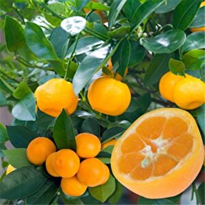 Özel Nadir Tüplü Meyveli İri Ve Yuvarlak Kamkat Fidanı (3 Yaş)