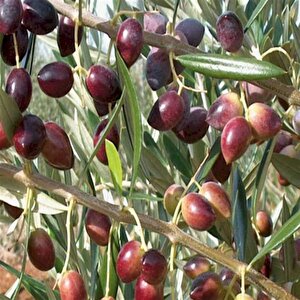 Koroneiki Bodur Zeytin Fidanı (meyve Verme Durumunda)