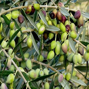 Koroneiki Bodur Zeytin Fidanı (meyve Verme Durumunda)
