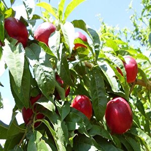 Tüplü  Zincal(zinkal) 7 Nektarin Fidanı