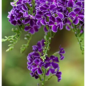 Özel Çeşit Duranta Erecta Ağaç Menekşesi Fidanı (80-120 Cm)