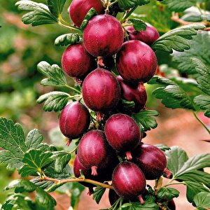 Tüplü Hinnonmaki Red Kırmızı Bektaşi Üzüm Fidanı Soğuklara Dayanıklı