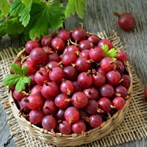 Tüplü Hinnonmaki Red Kırmızı Bektaşi Üzüm Fidanı Soğuklara Dayanıklı
