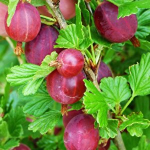 Tüplü Hinnonmaki Red Kırmızı Bektaşi Üzüm Fidanı Soğuklara Dayanıklı