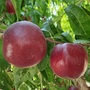 Tüplü Yarı Bodur Sweet Lady Nektarin Fidanı