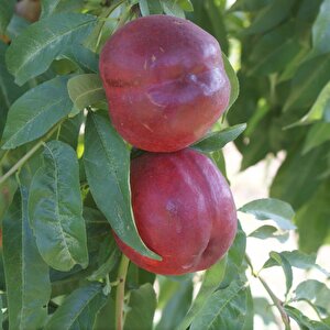 Tüplü Yarı Bodur Sweet Lady Nektarin Fidanı