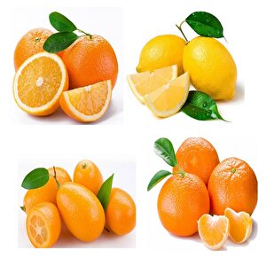 Özel Üretim Multi Narenciye Fidanı Paketi Saksılık Bodur Tipte