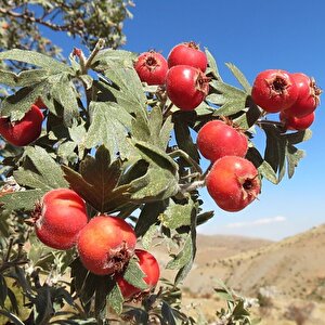 Tüplü Aşılı İri Meyveli Kırmızı Alıç Fidanı(20-40 Cm)
