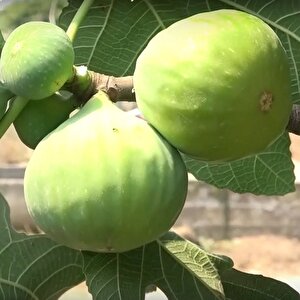 Tüplü Yediveren İri Meyveli Haziranda Hasadı Yapılan Erkenci İnciri Fidanı