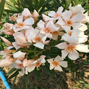Tüplü Krem Renkli Renkli Çiçek Zakkum Fidanı Koleksiyonluk (10-30 Cm)