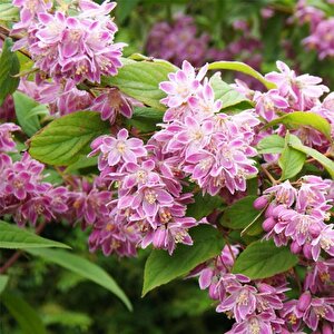 Nadir Bitki Tüplü Ebruli Deutzia Tourbillon Rouge Havlu Püskülü Fidanı
