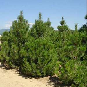 Tüplü Karaçam Fidanı 4 Yaş 90-150 Cm