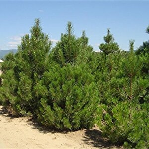 Tüplü Karaçam Fidanı 4 Yaş 90-150 Cm