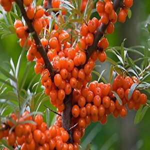 Tüplü Latince Hippophae Rhamnoides Yalancı Yabani İğde Fidanı