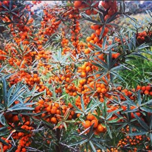 Tüplü Latince Hippophae Rhamnoides Yalancı Yabani İğde Fidanı