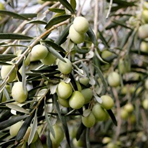Tüplü Kırmalık Çizmelik Akhisar Uslu Zeytin Fidanı