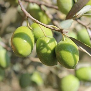 Yüksek Polifenollü Tüplü İri Meyveli Memecik Zeytin Fidanı (10-20 Cm)