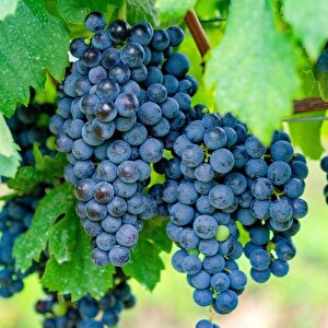 Tüplü Merlot Üzüm(asma-bağ)fidanı