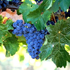 Tüplü Merlot Üzüm(asma-bağ)fidanı