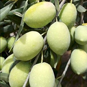 Seneye Meyve Verecek Durumda Kendine Verimli İri Meyveli Kırmalık Doldurmalık Domat Zeytin Fidanı