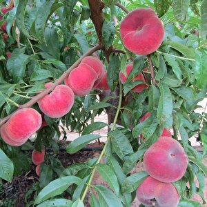 Tüplü Tam Bodur İnnovative Tree Paraguaya Basık Şeftali Fidanı