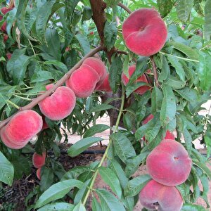 Tüplü Tam Bodur İnnovative Tree Paraguaya Basık Şeftali Fidanı