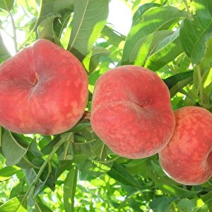 Tüplü Tam Bodur İnnovative Tree Paraguaya Basık Şeftali Fidanı