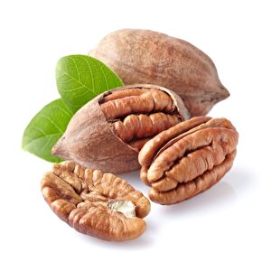 Tüplü Sahil Pikan Cevizi Fidanı