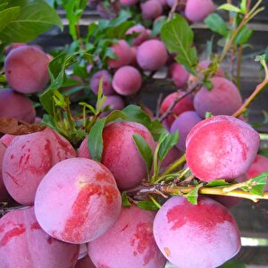 Tüplü Yarı Bodur Santa Rosa Erik Fidanı