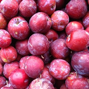 Tüplü Yarı Bodur Santa Rosa Erik Fidanı