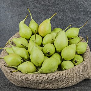 Tüplü Erkenci Akça Armut Fidanı