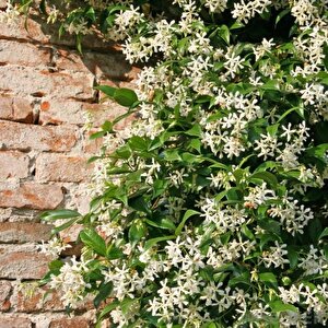 Tüplü Herdem Yeşil Yoğun Kokulu Arap Yasemini Fidanı (60-70 Cm)