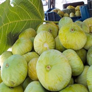Tüplü İri Meyveli Mut Beyaz İnciri Fidanı Sofralık Kurutmalık (100-150 Cm Seneye Meyve Verir)