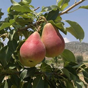 Tüplü Etruşka Armut Fidanı