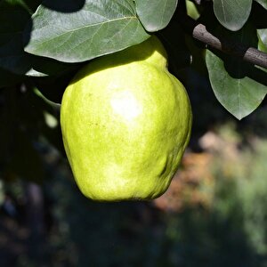 Tüplü Yarı Bodur Bodur Sahilde Yetişebilen Ege 22 İstanbul Ayvası Fidanı (meyve Verme Durumunda 150-250 Cm)