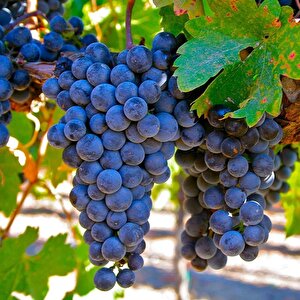 Tüplü Syrah(şiraz) Üzüm (asma-bağ) Fidanı