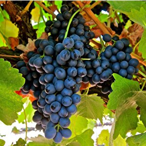 Tüplü Syrah(şiraz) Üzüm (asma-bağ) Fidanı