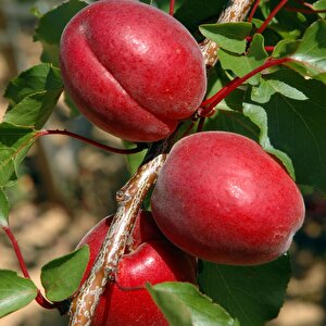 Tüplü Yüksek Verimli Zaiges Red Moon Kırmızı Kayısı Fidanı (10-30 Cm)