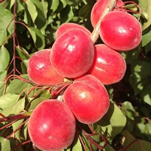 Tüplü Yüksek Verimli Zaiges Red Moon Kırmızı Kayısı Fidanı (10-30 Cm)
