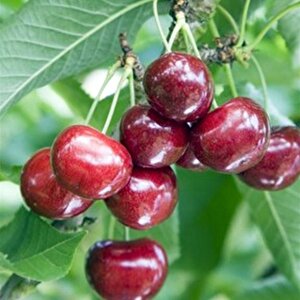 Tüplü Yarı Bodur Summit Kiraz Fidanı