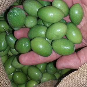 Tüplü Nadir Bulunan İri Meyveli Kalamata  Zeytin Fidanı (10-15 Cm)