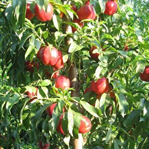 Tüplü Yarı Bodur May Grand Nektarin Fidanı