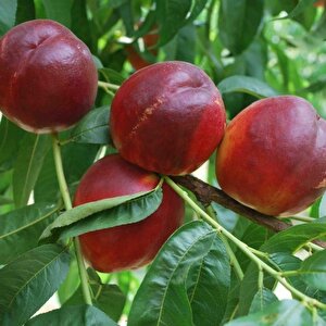 Tüplü Yarı Bodur Venus (venüs) Nektarin Fidanı