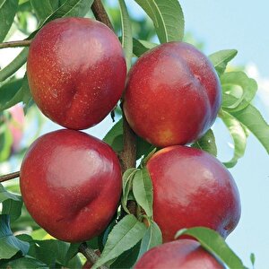 Tüplü Yarı Bodur Venus (venüs) Nektarin Fidanı