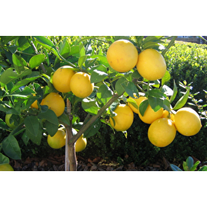 Tüplü Dev Meyveli Extra Jumbo Limon Fidanı
