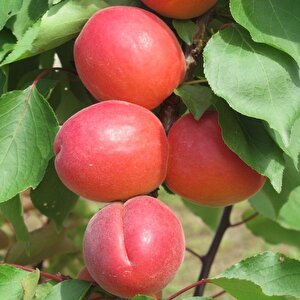 Yarı Bodur Zaiges Red Kırmızı Kayısı Fidanı (5 Adet)